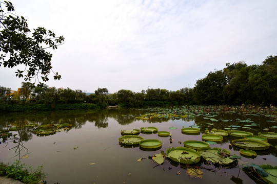 风景