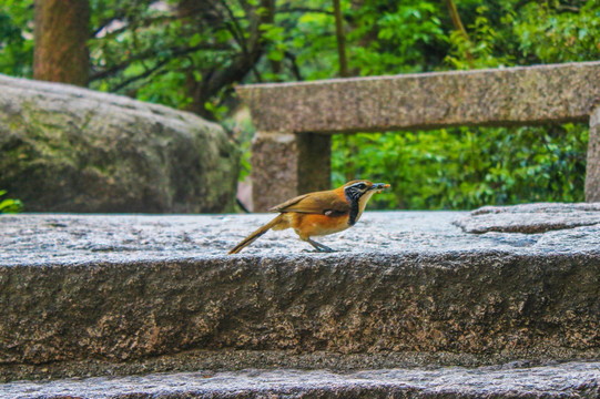 北红尾鸲