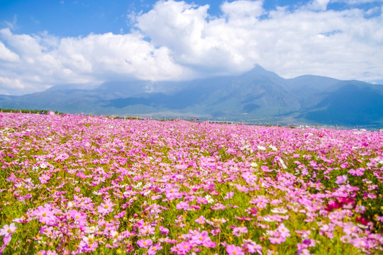 丽江格桑花