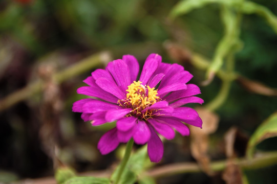 百日菊