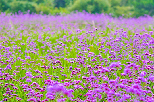 马鞭草花海