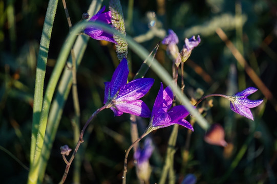 蓝铃花