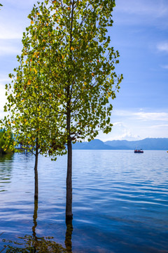 抚仙湖湿地