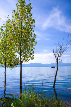 抚仙湖畔树木