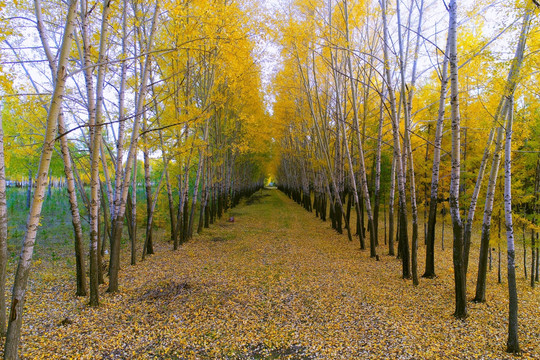 秋叶满地的林荫小道