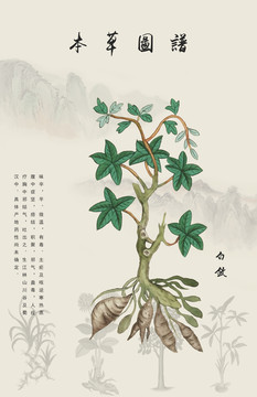 白斂