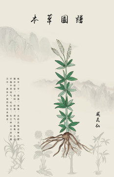 威靈仙