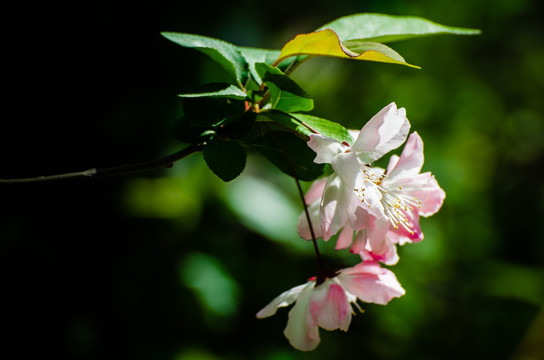 樱花开放朵朵