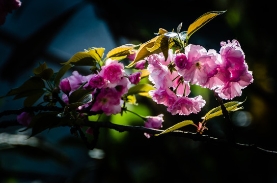 朵朵樱花