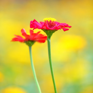 小菊花特写