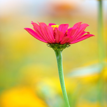 小菊花特写