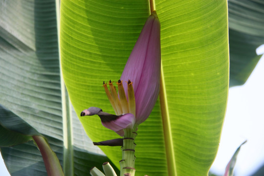 香蕉花