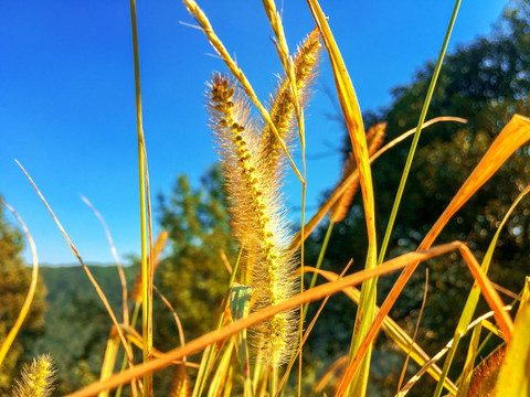 狗尾巴草