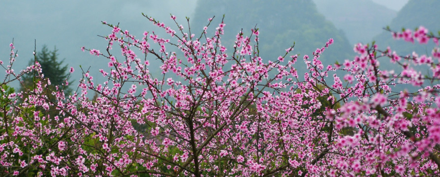 桃花园