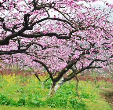 桃花