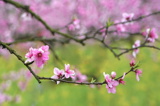 桃花