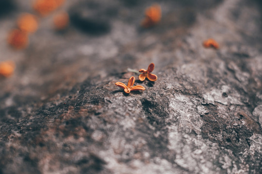 桂花树地面桂花