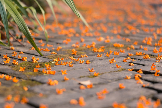 桂花树地面桂花