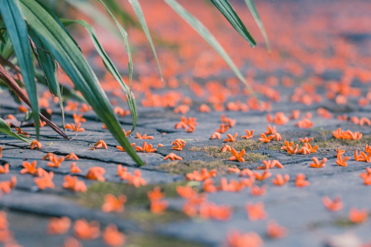 桂花树地面桂花