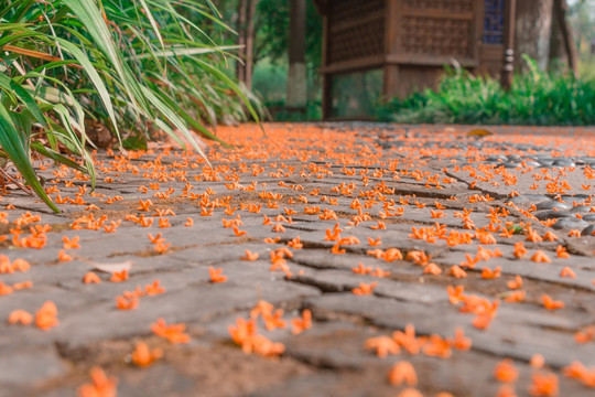 桂花树地面桂花