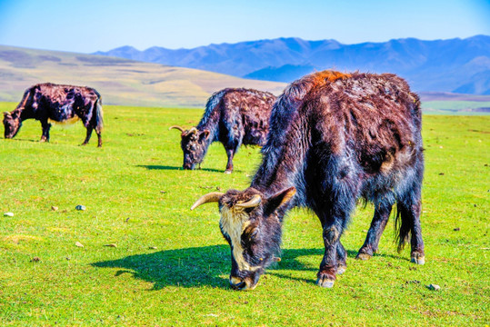 草原上悠闲吃草的牛儿