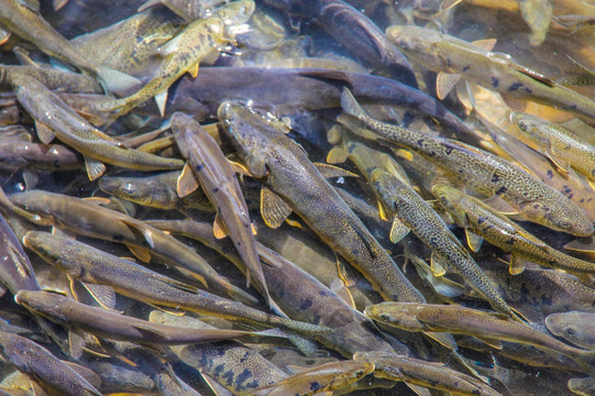 青海湖湟鱼产卵洄游