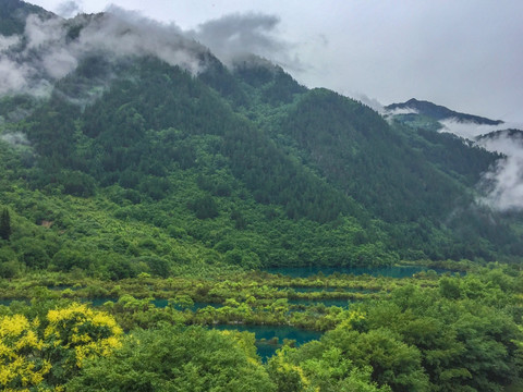 树正群海