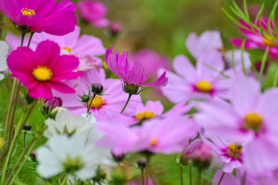 格桑花