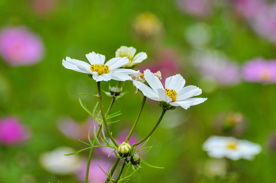 格桑花