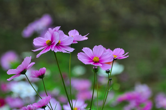 格桑花