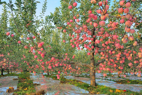 苹果满枝