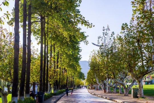 行道树步道