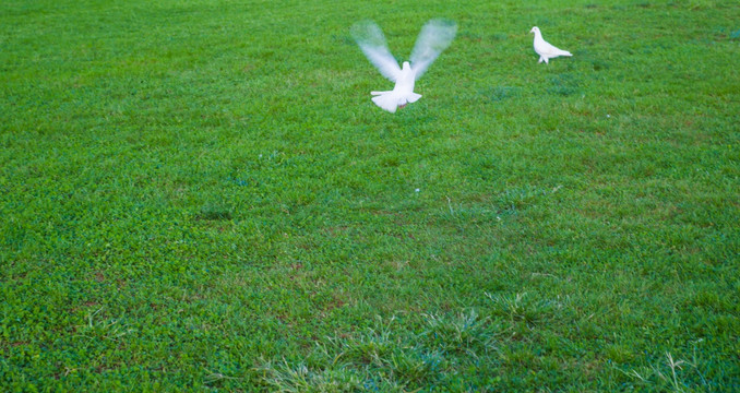 草坪白鸽
