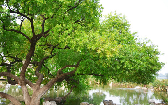 河边景观树