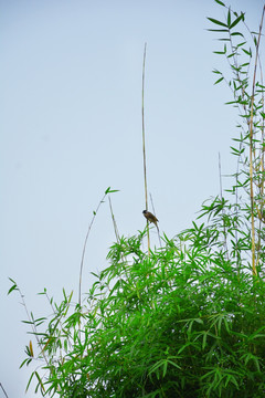 竹子与小鸟