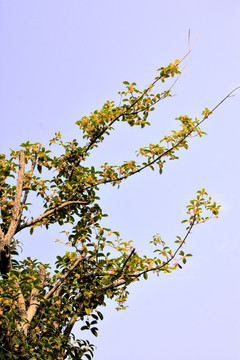 金桂花枝