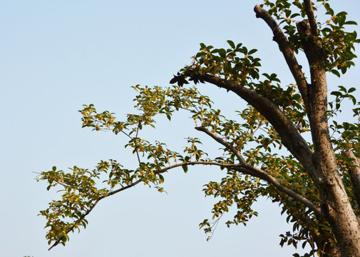 D桂花满枝