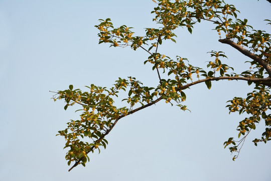 桂花花枝与天空