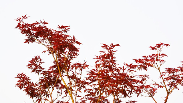 紅葉