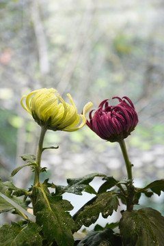 双色菊花
