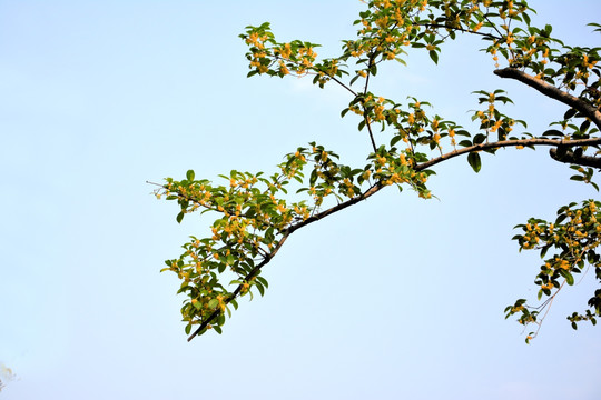 桂花花枝