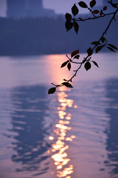 夕阳树叶剪影