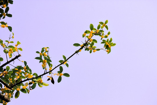 桂花花枝