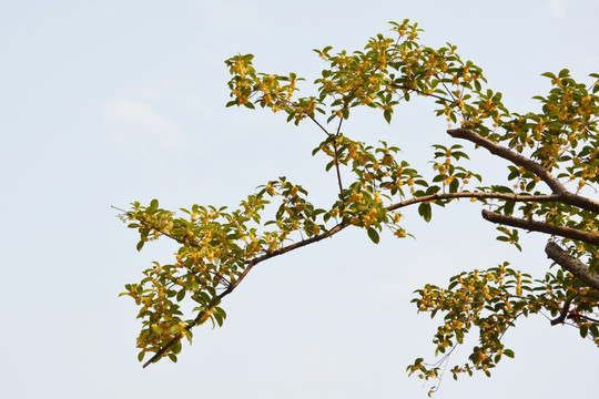 桂花花枝