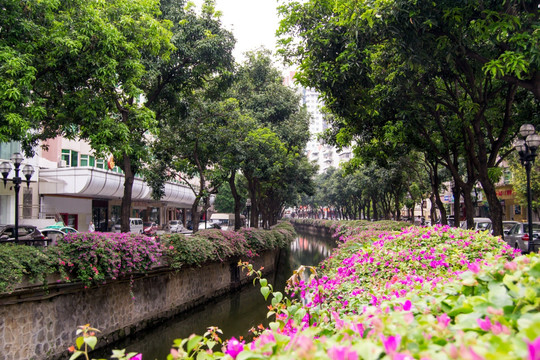 新河浦杜鹃花