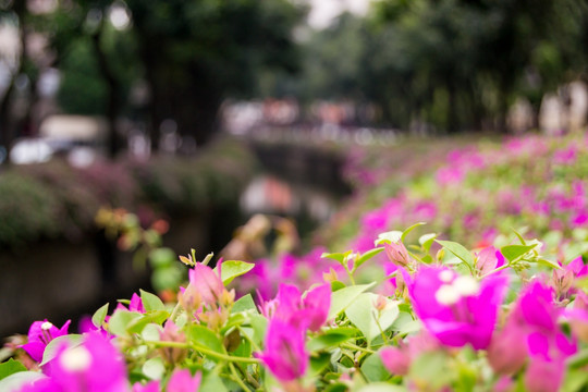 新河浦杜鹃花