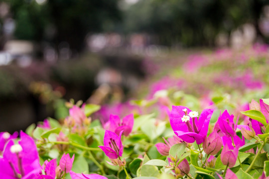 新河浦杜鹃花