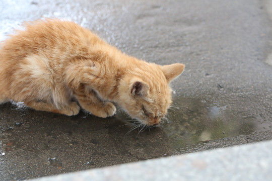 苦苦求存