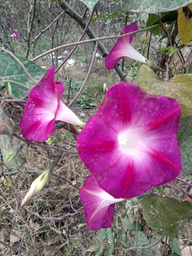 花朵牵牛花喇叭花