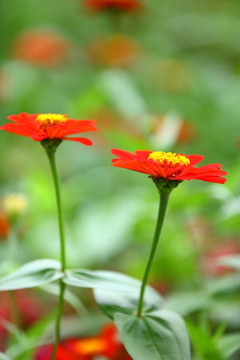 小菊花特写